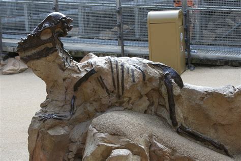 Image - Pachycephalosaurus Fossil at Boneyard.jpg | Dinopedia | FANDOM powered by Wikia