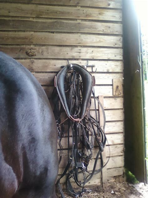 Amish Horses: Harness Shop