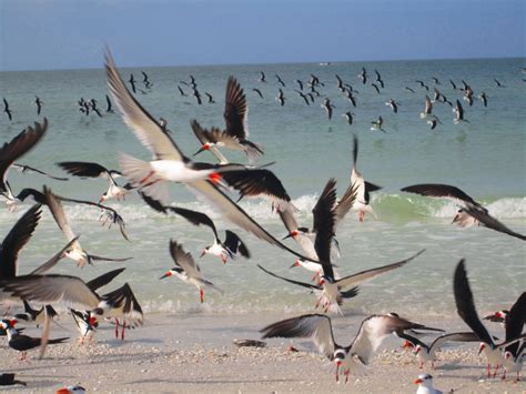 MunHunt: Wildlife in marco island florida