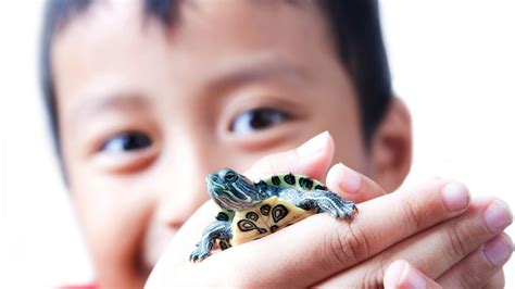 How To Take Care Of Baby Red Eared Sliders? – The Turtle Hub