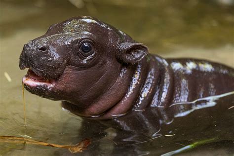 Endangered pygmy hippo born at San Diego Zoo; first in 30 years