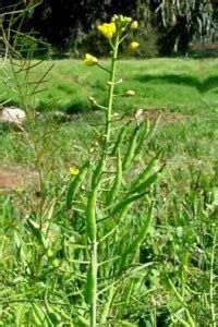 An Edible Landscape: Wild Mustard