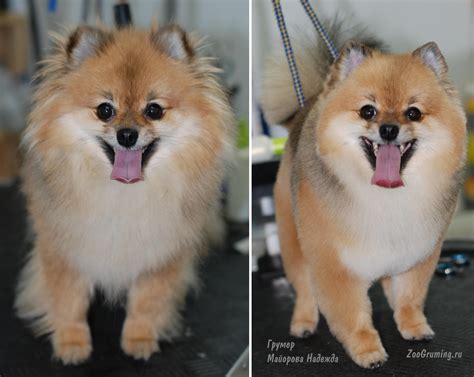 Pomeranian Haircuts Before And After | 09rosaline