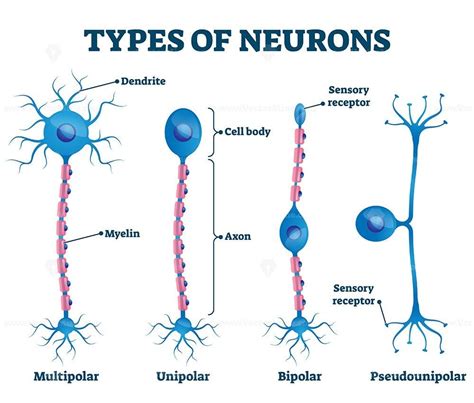 Types of neurons vector illustration | Types of neurons, Neurons ...