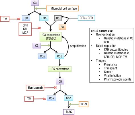 Uremia What Is Uremia