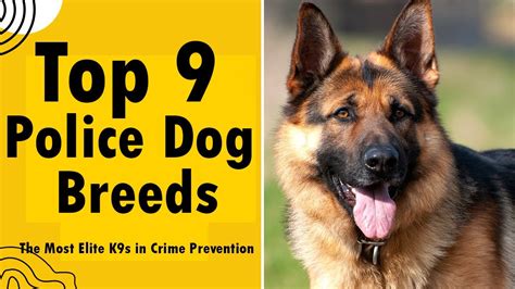 Top 9 Police Dog Breeds: The Most Elite K9s in Crime Prevention - YouTube