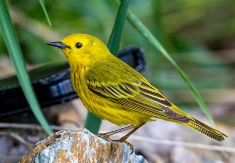 American Yellow Warbler (Setophaga petechia) | Best Viewed l… | Flickr