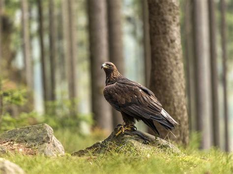 Where Do Golden Eagles Live? (Habitat + Distribution) | Birdfact