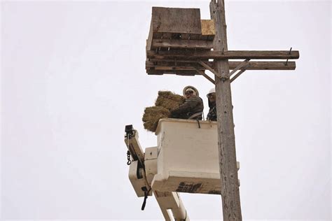 WNCC Powerline Students Help Build Eagle Nesting Boxes - Alliance Times-Herald