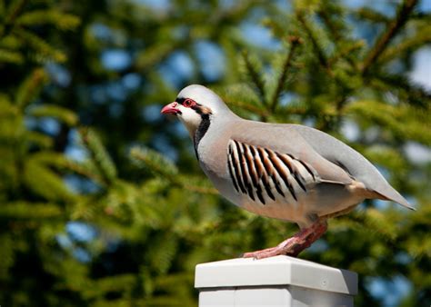 Learn.Draw.BIRD.: 72. Chukar Partridge (Alectoris chukar)