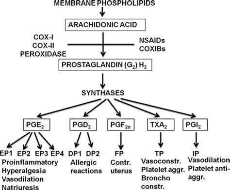 Formation and biological effects of prostaglandins and thromboxane ...