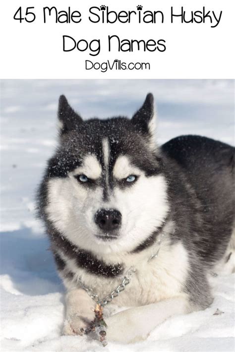 90 Spectacular Siberian Husky Dog Names - DogVills