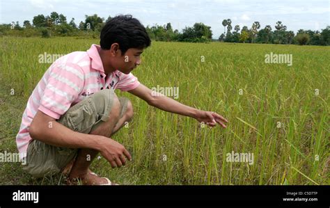 CAMBODIA Farmer in rice field with poor harvest due to drought Stock ...