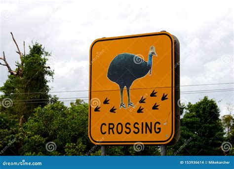 Cassowaries stock photo. Image of conservation, australian - 153936614