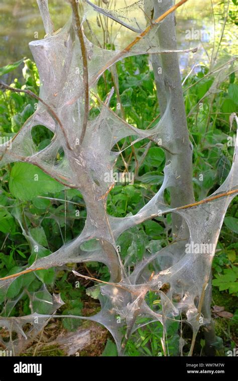 Ermine moth, tree Stock Photo - Alamy