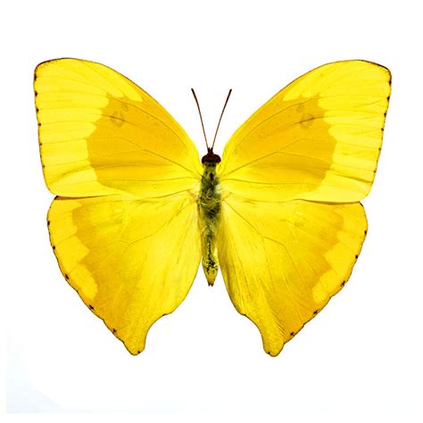 Yellow Butterfly (15" x 18") - Roaring Wall Photos & Decals - Touch of Modern