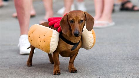 Just Once, Dachshund Would Love To Dress Up As Something Other Than Hot Dog