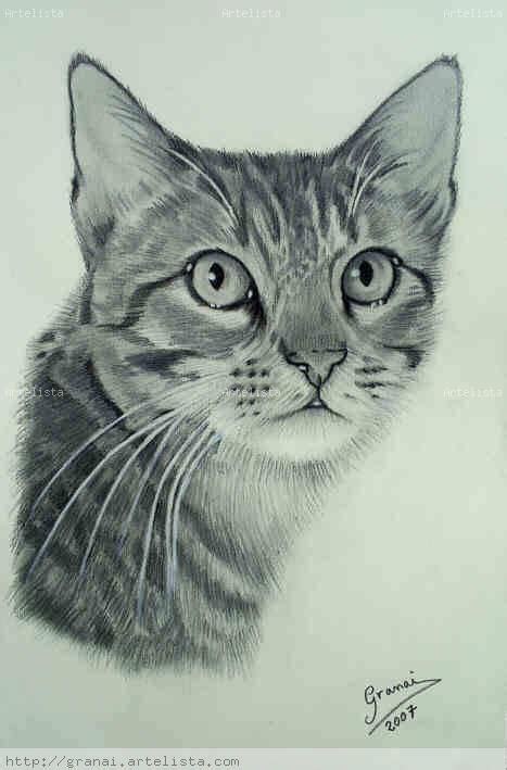 9 Bonitos dibujos a lápiz gatos | Dibujos a lapiz