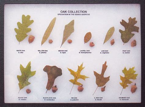 Types Of Oak Tree Acorns