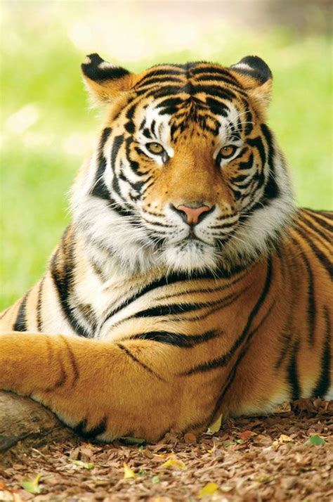 Tiger | Facts, Information, Pictures, & Habitat | Britannica