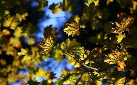 When will fall color peak in Oregon for 2019? - oregonlive.com