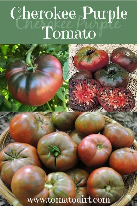 Cherokee Purple Tomato: An Heirloom Gift From Native Americans