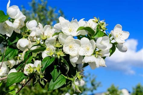 Jasmine Flower Meaning and Symbolism: What The Jasmine Represents?