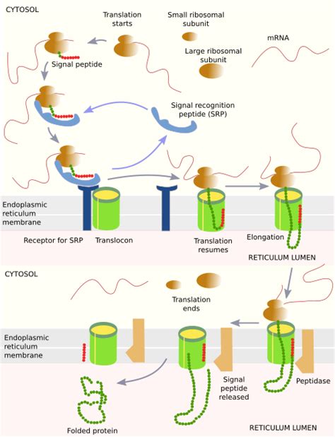 The cell. 5. Vesicular trafficking. Endoplasmic reticulum. Atlas of ...