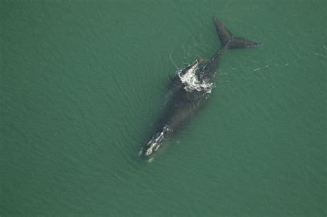 The Whale Museum Summer Lecture Series: Right whale conservation ...