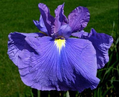 Custom Garden Designs - Great Resources - Japanese Irises