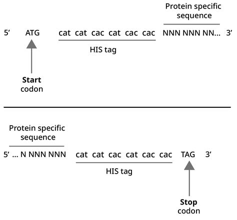 His-tag production and purification| Abcam