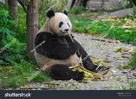 Giant Panda Bear Eating Bamboo Stock Photo 125831027 : Shutterstock