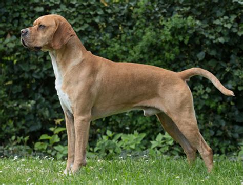 Portuguese Pointer | Breeds A to Z | The Kennel Club