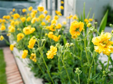 How to grow and care for Geums | Love The Garden