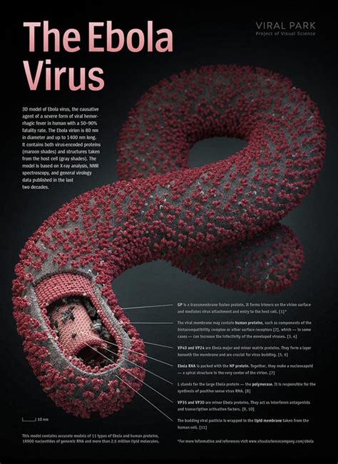 cxlxmxrx: 3D Ebola virus