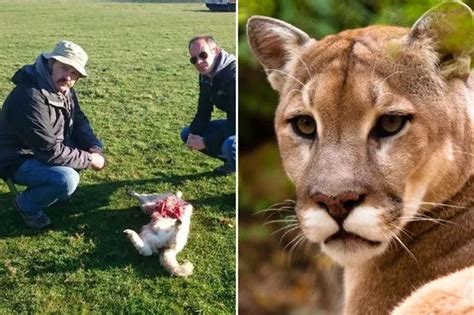 Farmers fear PUMA on the loose in Welsh hills has killed sheep and badgers - Wales Online