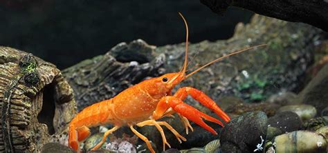 The Orange Dwarf Crayfish | Tropical Fish Hobbyist Magazine