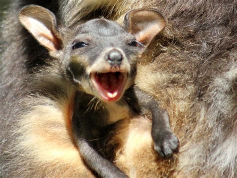 Baby Brush-tailed rock wallaby pops out for a look at Taronga Zoo | Daily Telegraph