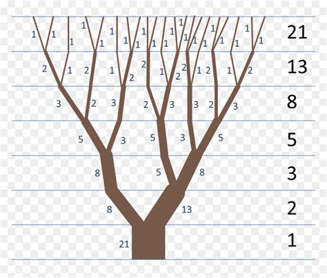 Fibonacci-tree - Examples Of Fibonacci Sequence, HD Png Download - vhv