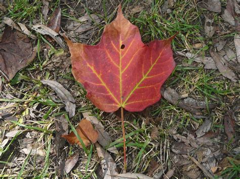 Toronto Wildlife - More Black Maple