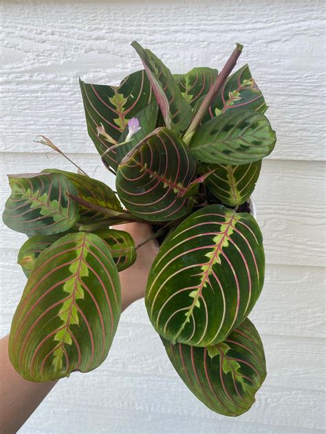 Red Maranta ( Red Prayer Plant ) – In Succulent Love