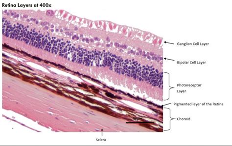 retina diagram Diagram | Quizlet