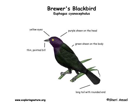 Blackbird (Brewer's)