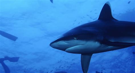 Online crop | HD wallpaper: Shark, black and white shark, Animals, Sea, Blue, Underwater ...