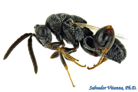 Hymenoptera-Chalcididae-Subfamily Haltichellinae-Chalcidid Wasps (D ...