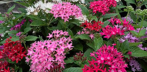 Pentas are flowering workhorses of the garden | Sunshine Coast Daily