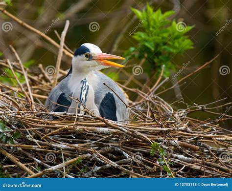 Grey heron nesting stock photo. Image of sitting, wild - 13703118