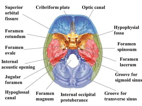 Cranial Nerves | Charles Beaman