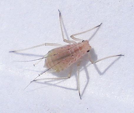 Homoptera Aphids | Mick Talbot | Flickr