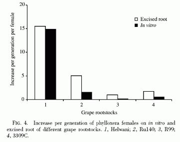 EVALUATING RESISTANCE OF SOME ROOTSTOCKS TO GRAPE PHYLLOXERA WITH IN VITRO AND EXCISED ROOT ...